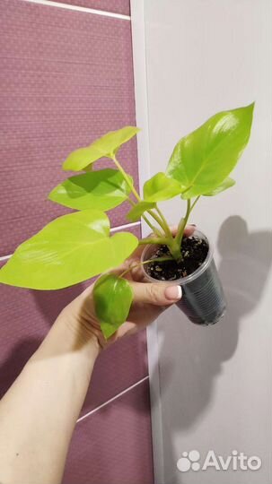 Филодендрон Селло Голд Сатин