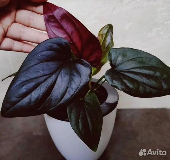 Комнатные растения цветы Сингониумы