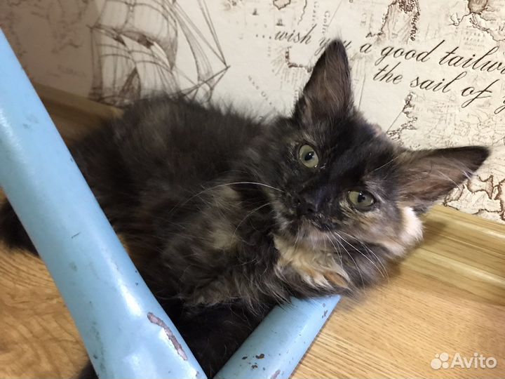 Черный котенок девочка