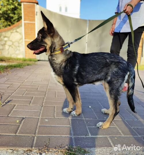 Метис малинуа в добрые руки