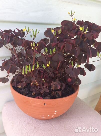 Кислица(оксалис)фиолетовая