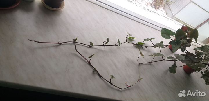 Сингониум Арон браун