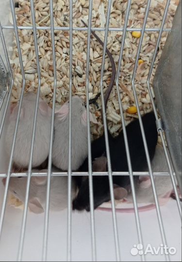 Декоративные мыши