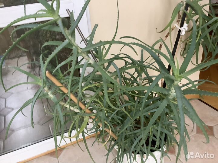 Домашние цветы