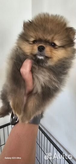 Щенки шпица