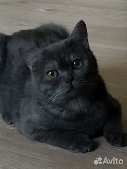 Британский кот