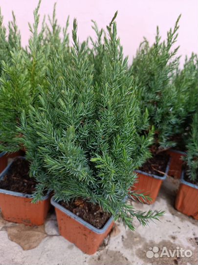 Можжевельник китайский Стрикта