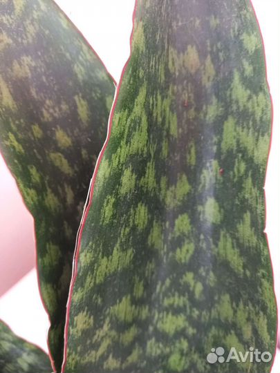 Sansevieria Aubrytiana Dragon,комнатные растения