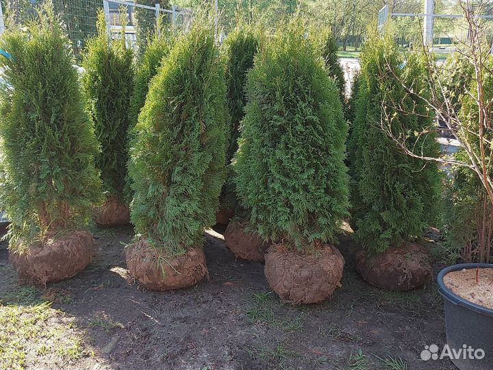 Туя смарагд