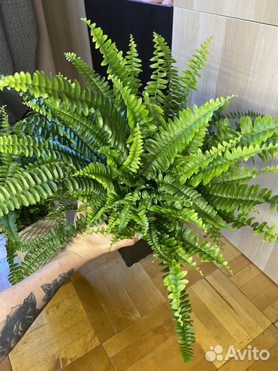 Папоротник в горшке