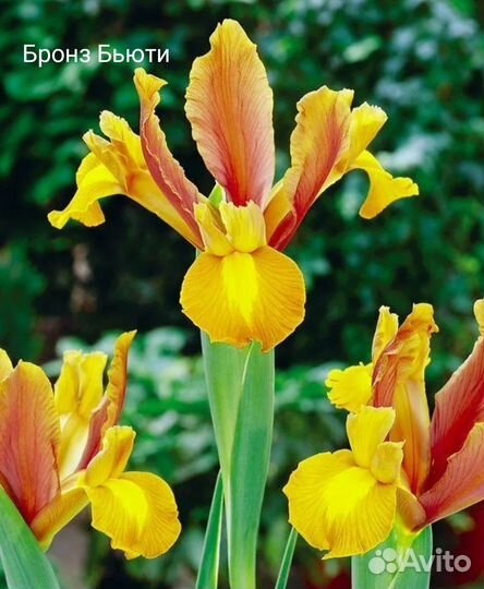 Рябчики Мелиагрес Миксед, Персия, аллиумы, ирисы