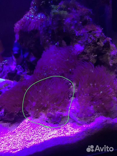 Коралл клавулярия