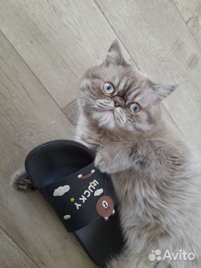 Экзотический кот вязка