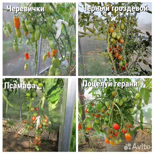 Семена томатов своего сбора