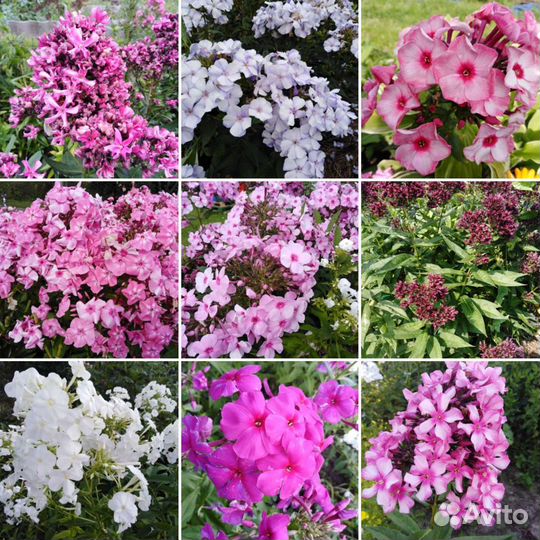 Многолетние садовые растения