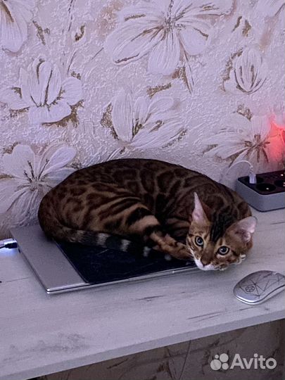 Бенгал вязка