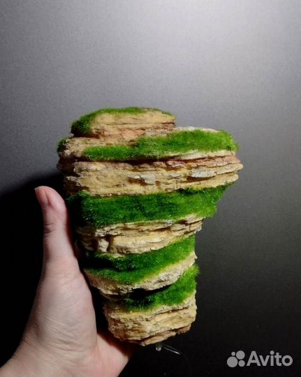 Декорация (мангровое дерево)