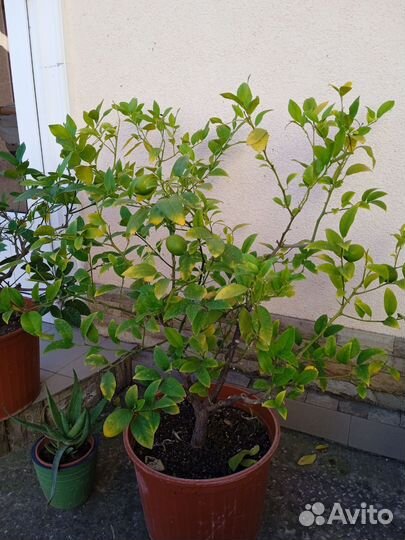 Дерево лимона плодоносящее