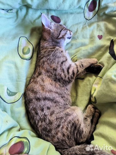 Котёнок девочка