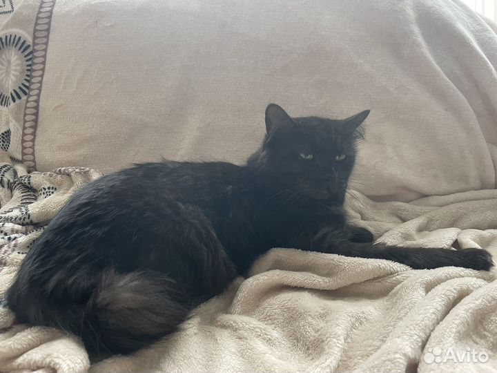 Нашли кошку