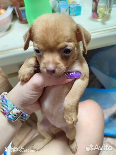 Той-терьер щенки