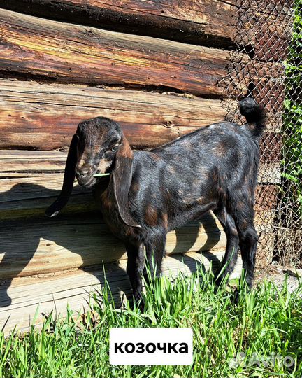 Козлята камори