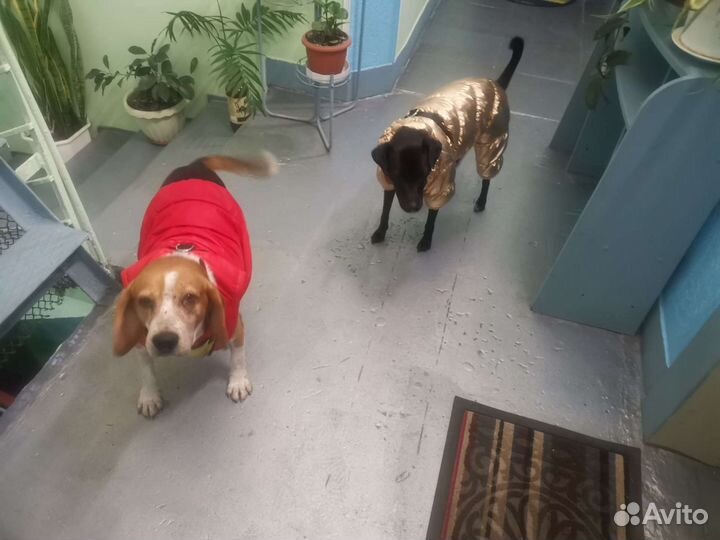 Передержка небольших собак и кошек