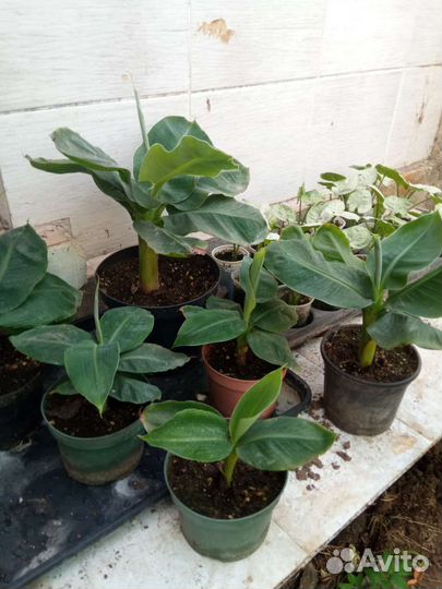 Комнатные растения