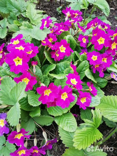 Цветы садовые, саженцы