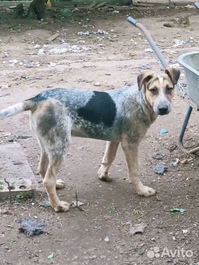 Крупные щенки подростки в дом