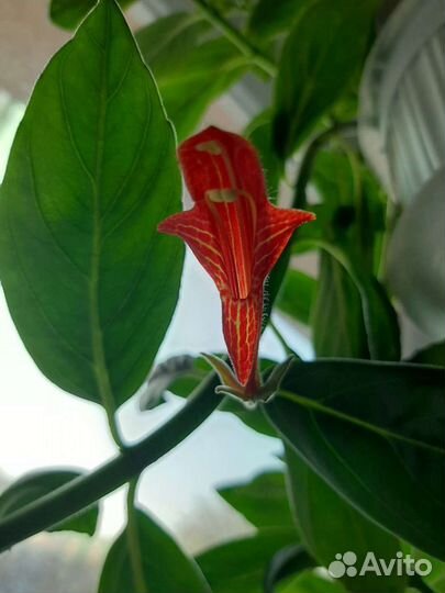 Фуксии, колумнея и др. горшечка