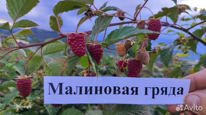 Ремонтантная малина