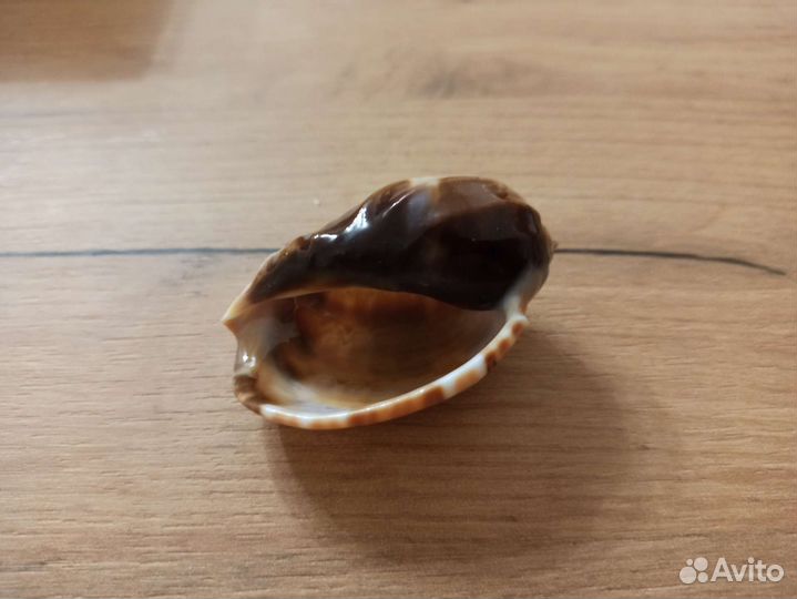 Морская раковина