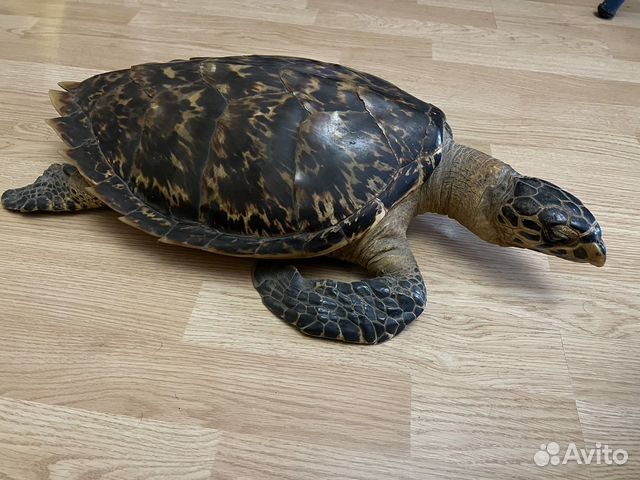 Чучело черепахи