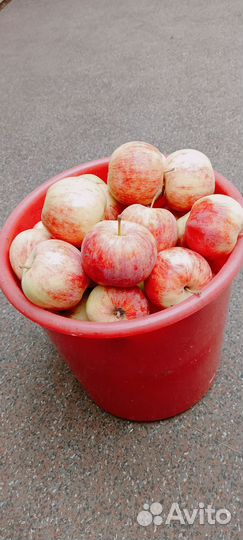Яблоки