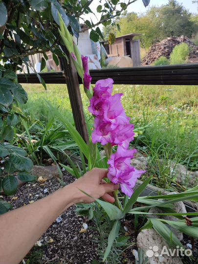 Гладиолусы