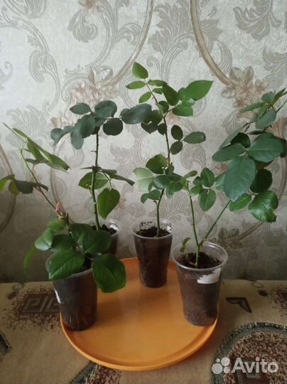 Роза комнатная 