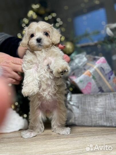 Мальтипу девочка