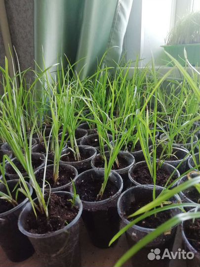 Орех чуфа-рассада