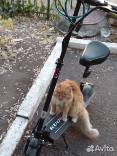 Электросамокат kugoo m2