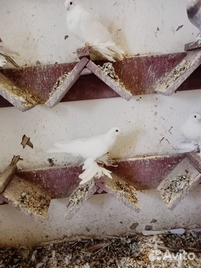 Продажа голубей