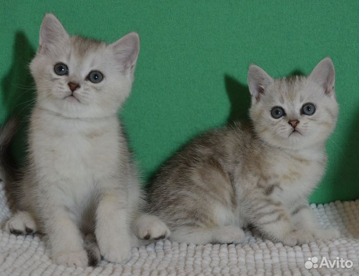 Мальчики серебристые шиншилы