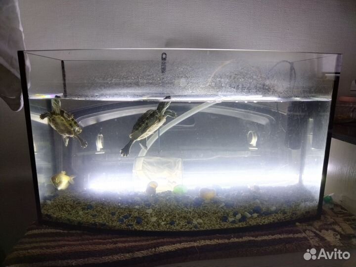 Аквариум