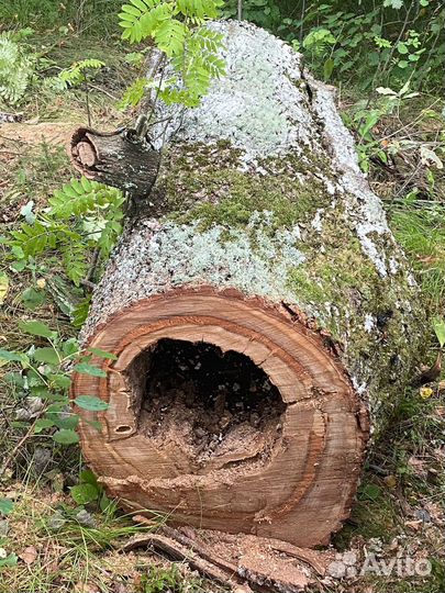 Дуб под дизайн