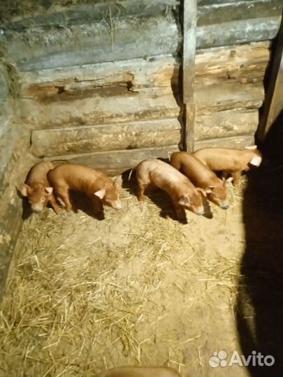 Поросята породы дюрок