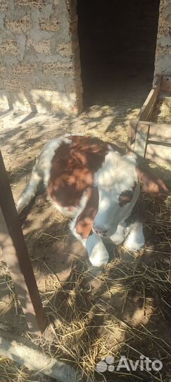 Корова телка