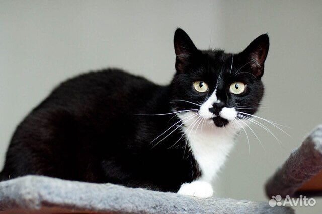 Кошечка Маркиза в добрые руки