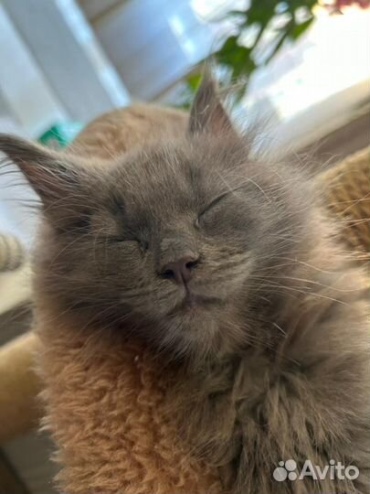 Котёнок Мэйн Кун