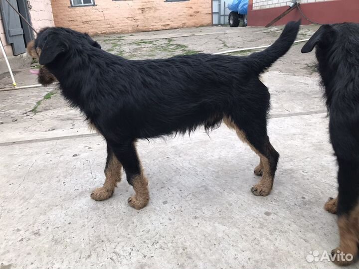 Вязка Ягдтерьер