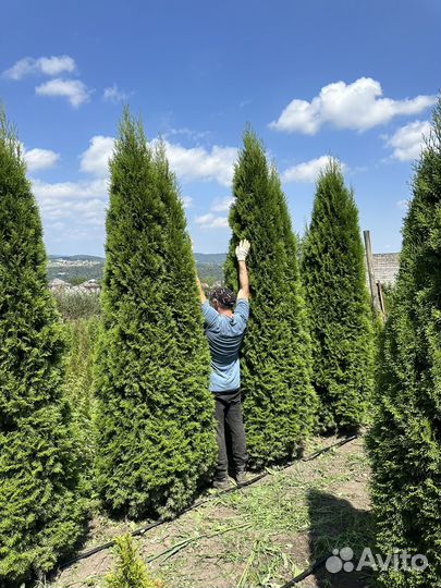 Туя смарагд оптом